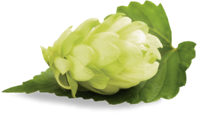 Hopfen